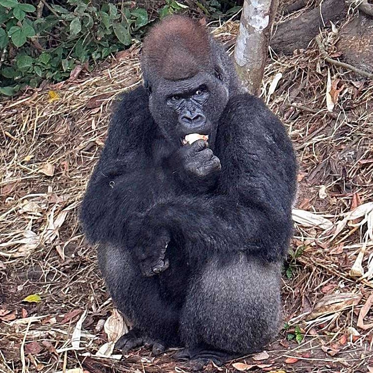 Un mâle dominant "Dos Argenté" dans la réserve de Lesio Louna en République du Congo. Chaque gorille possède une empreinte nasale unique, tout comme les humains ont des empreintes digitales uniques.