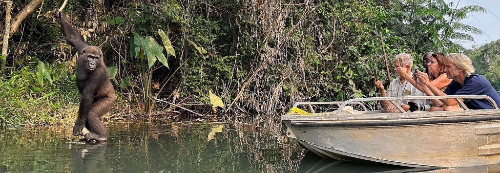 Rencontre insolite au bord de l'eau entre des touristes en bateau et un gorille accroché à une liane. Réserve de Lesio Louna, République du Congo.