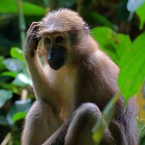 Singe Mangabey (genre Cercocebus), un type de primate originaire des forêts tropicales d'Afrique, ici près du Baï de Hokou en République Centrafricaine. Ces singes sont connus pour leur habitat dans les forêts marécageuses ou tropicales et sont souvent considérés comme des espèces menacées. Ils se nourrissent principalement de fruits et de noix.