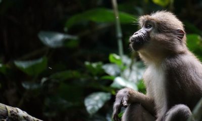 Singe Mangabey (genre Cercocebus), un type de primate originaire des forêts tropicales d'Afrique, ici près du Baï de Hokou en République Centrafricaine. Ces singes sont connus pour leur habitat dans les forêts marécageuses ou tropicales et sont souvent considérés comme des espèces menacées. Ils se nourrissent principalement de fruits et de noix.