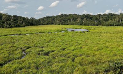 La clairière naturelle de Mbeli Baï, dans le Parc National de Nouabalé-Ndoki en République du Congo, est un lieu stratégique pour observer éléphants de forêt et gorilles de plaines. Elle fait partie du complexe forestier Sangha Trinational, un site classé au patrimoine mondial de l'UNESCO.