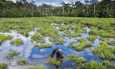 Gorille à dos argenté dans la clairière marécageuse de Mbeli Baï, dans le parc National de Nouabalé-Ndoki en République du Congo.