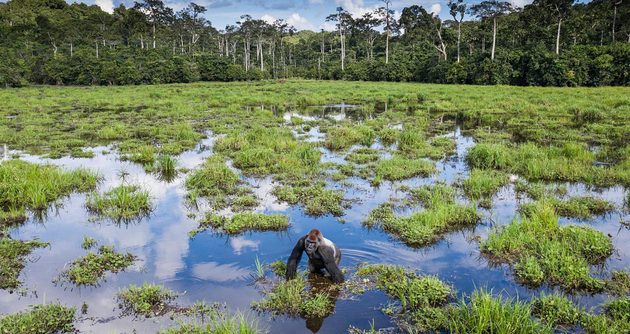 Gorille à dos argenté dans la clairière marécageuse de Mbeli Baï, dans le parc National de Nouabalé-Ndoki en République du Congo.