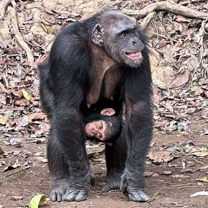 Une maman himpanzé avec son petit dans le Sanctuaire de Tchimpounga, en République du Congo.