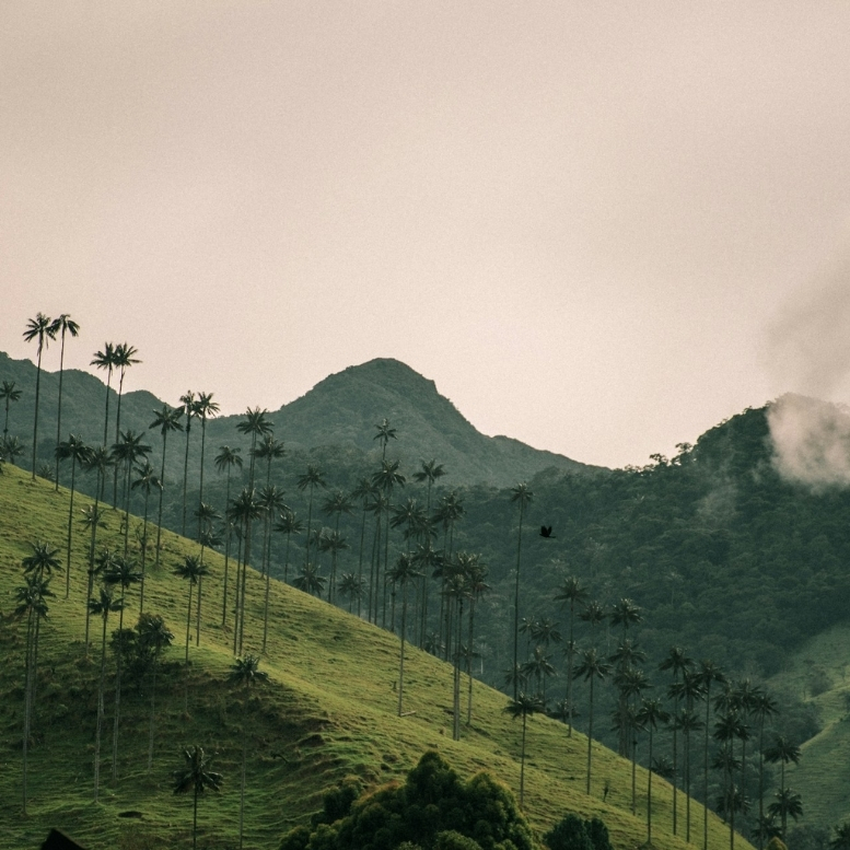 Encore méconnue pour les voyages de noces, la Colombie révèle une diversité fascinante de paysages et d’activités : villes coloniales colorées, jungle tropicale et plages sauvages des Caraïbes. La Colombie est une destination de choix pour un voyage de noces.