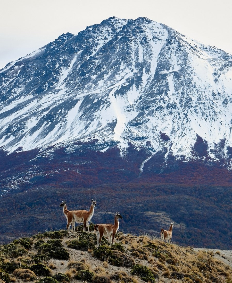 Guanacos dans les paysages montagneux de la Patagonie sous un sommet enneigé. Safari en Patagonie avec Horizons Nouveaux, agence de voyage sur mesure spécialisée 