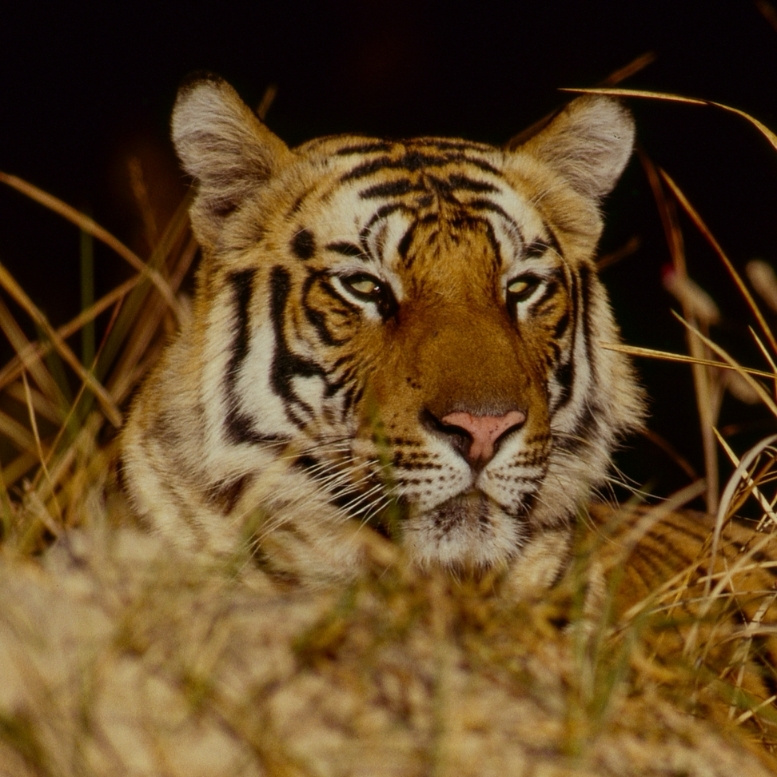 Tigre du Bengale allongé dans les hautes herbes lors d'un safari en Inde. Voyage sur mesure en Inde avec Horizons Nouveaux, agence de voyage sur mesure basée en Suisse