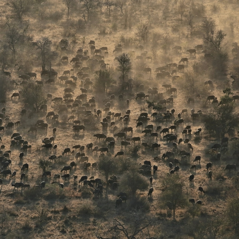 Grande migration de gnous à travers les plaines de Tanzanie lors d’un safari en Afrique de l’Est. Où partir quand avec Horizons Nouveaux, spécialiste des voyages sur mesure