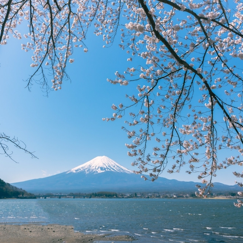 Mont Fuji enneigé encadré par les cerisiers en fleurs au bord du lac Kawaguchi au Japon. Quand partir au Japon avec Horizons Nouveaux, spécialiste des voyages sur mesure